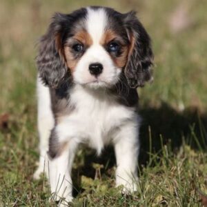 lancaster puppies pa