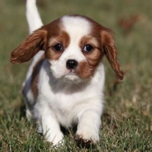 cavapoo puppy