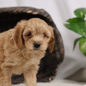 Cavapoo Puppies
