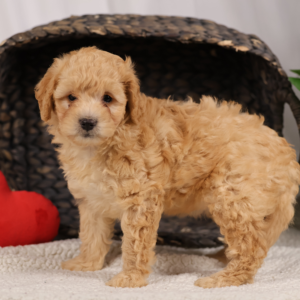 Cavapoo Puppies