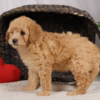 Cavapoo Puppy