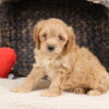 Cavapoo dog breeder