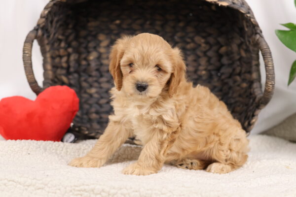Cavapoo dog breeder