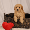 Golden Cavapoo Puppy