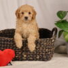 Lancaster Puppies pa