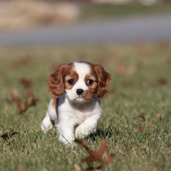 cavalier female puppy