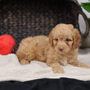 cavapoo