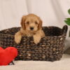 cavapoo breeder