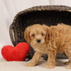 cavapoo breeder near me