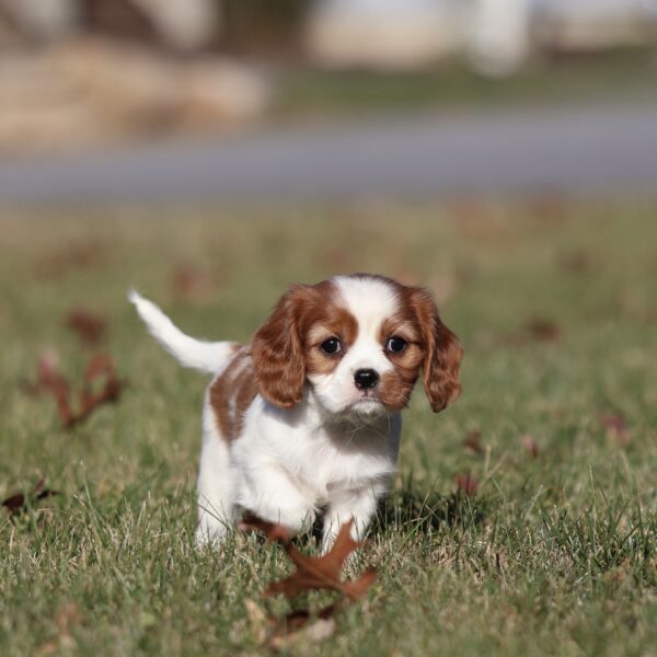 cavalier breeders pa