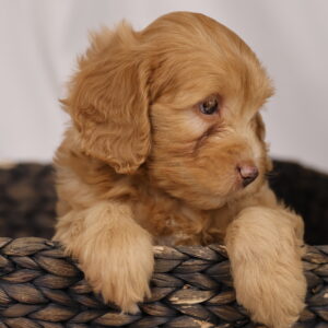 cavapoo near me