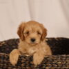 cavapoo puppies near me