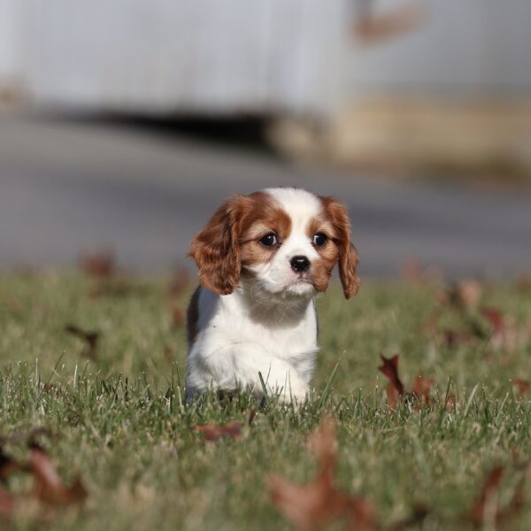 cavalier puppies near me