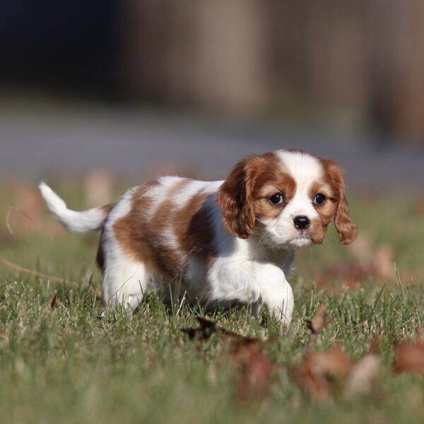 cavalier puppies pa