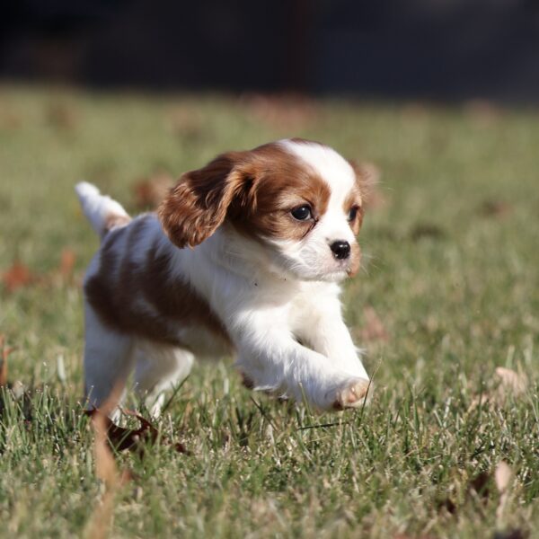 cavalier puppy