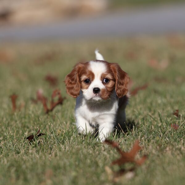 cute cavalier