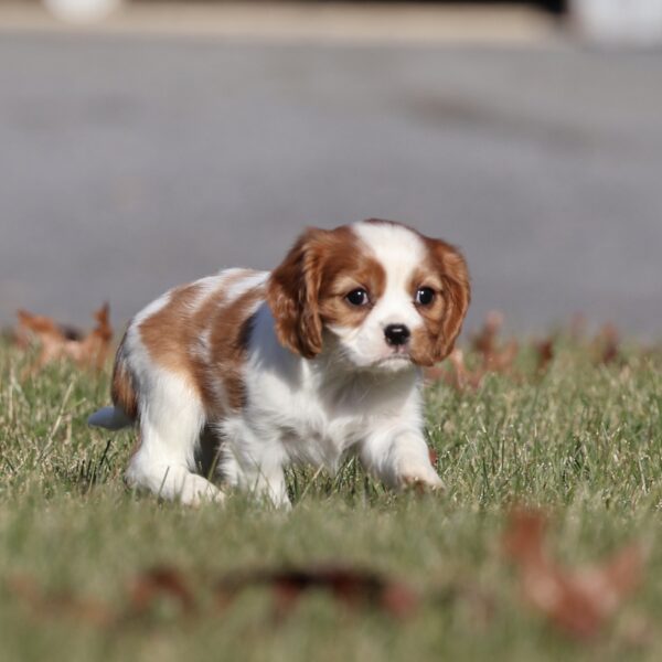female cavalier puppy