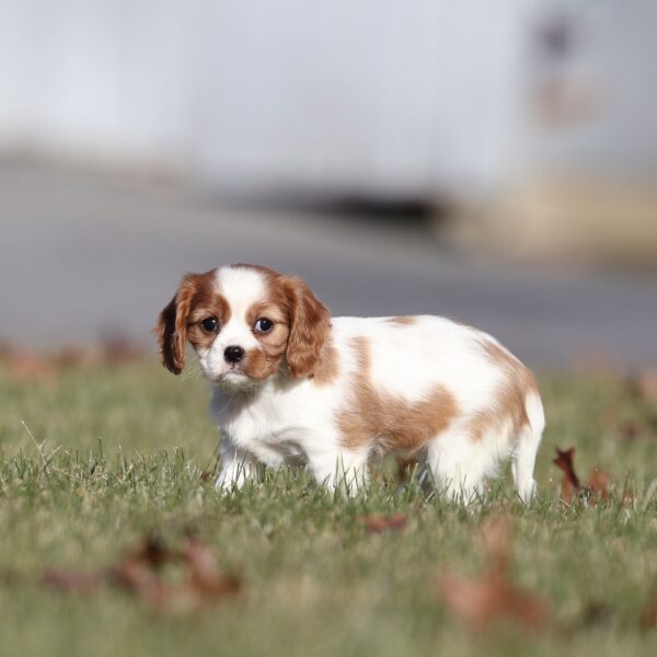 mini cavalier puppy