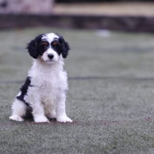 what is a cavapoo puppy