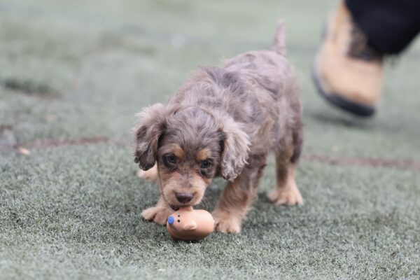 Fudge - Image 3