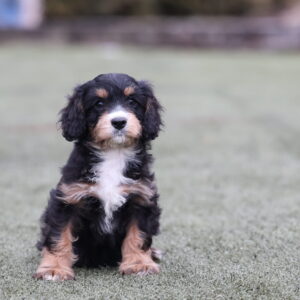 Buster