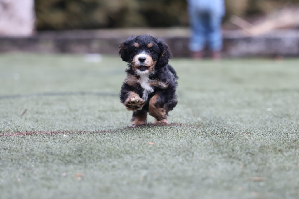 what is a cavapoo puppy