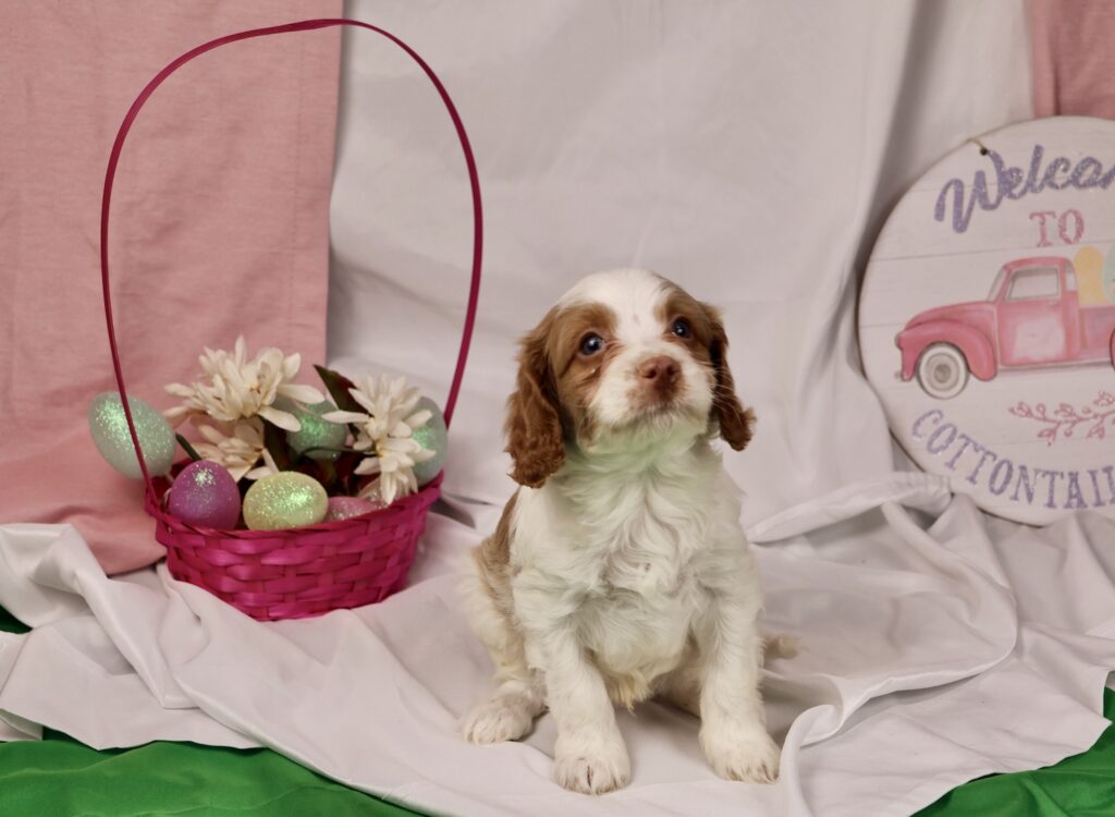 blenheim cavapoo puppies for sale