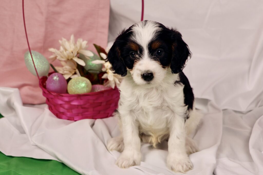 blenheim cavapoo puppies for sale