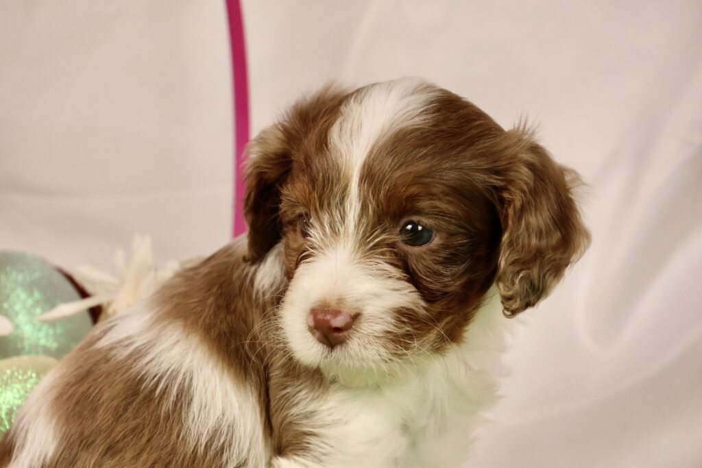 blenheim cavapoo puppies for sale