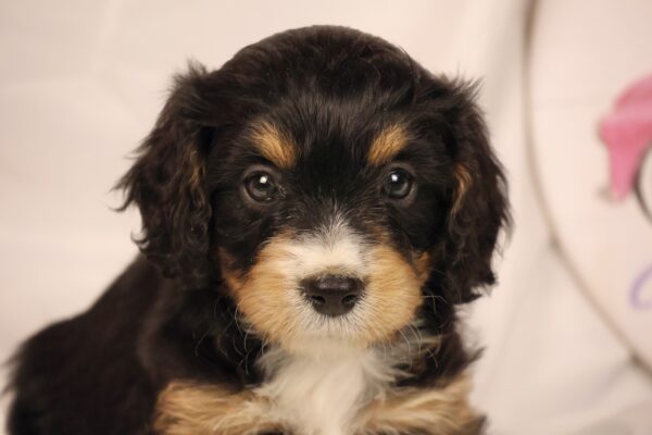 blenheim cavapoo puppies for sale