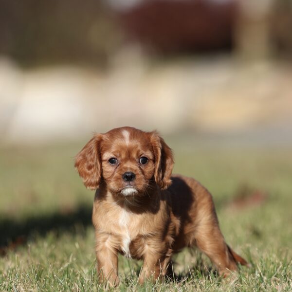 cavalier breeders near me