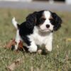 cavalier full grown
