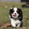 cavalier puppies