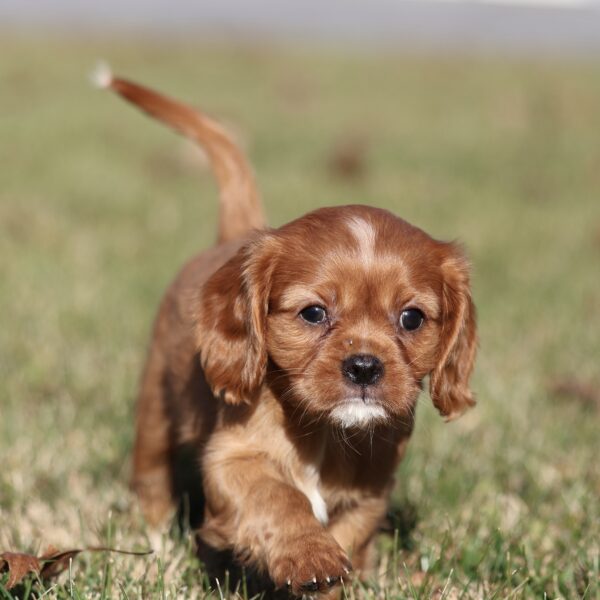 cavalier puppies