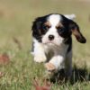 cavalier puppies for sale lancaster pa