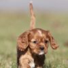 cavalier puppies for sale lancaster pa