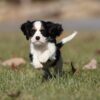 king charles
