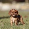 cavalier puppies for sale near me