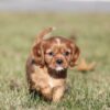 cavalier puppies near me