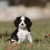 cavalier puppies pa