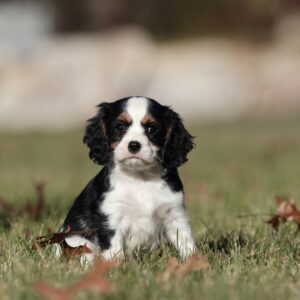 cavalier puppies pa