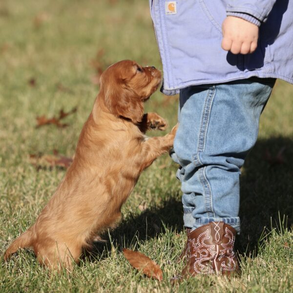 cavalier puppies pa