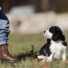 cavalier puppy