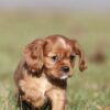 cavalier puppy for sale near me