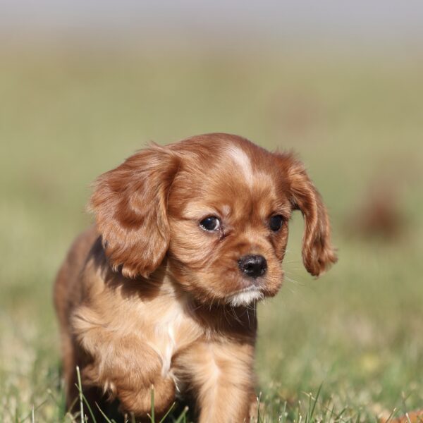 cavalier puppy for sale near me
