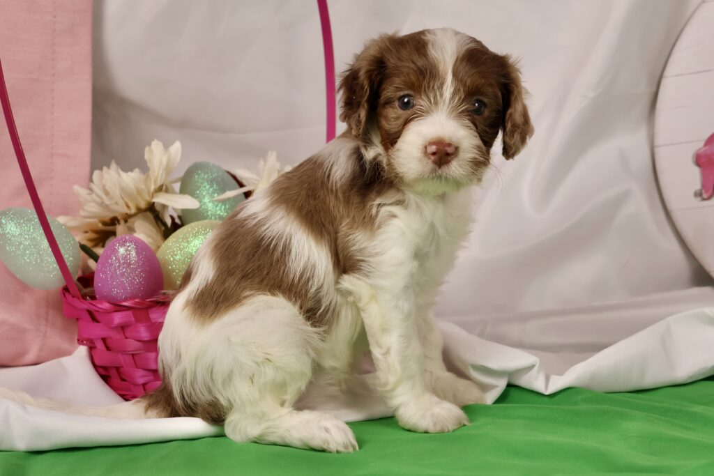 cavapoo cavapoo puppies