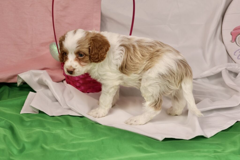 cavapoo puppies adoption