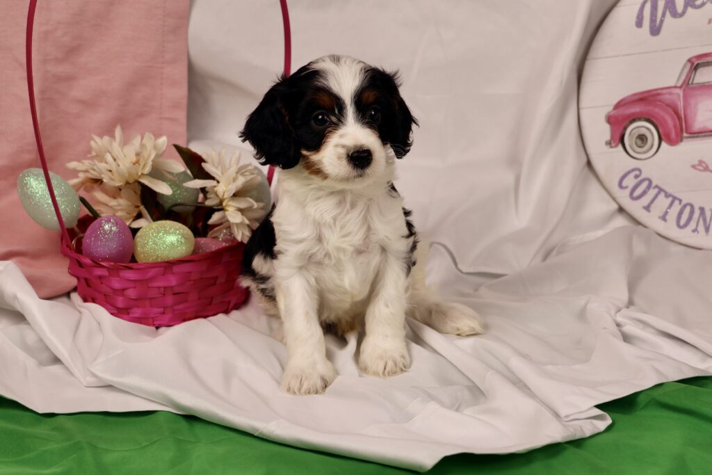 cavapoo puppies adoption