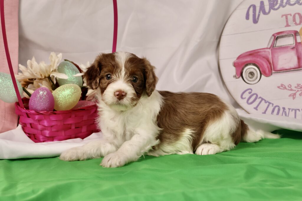 cavapoo puppies for sale