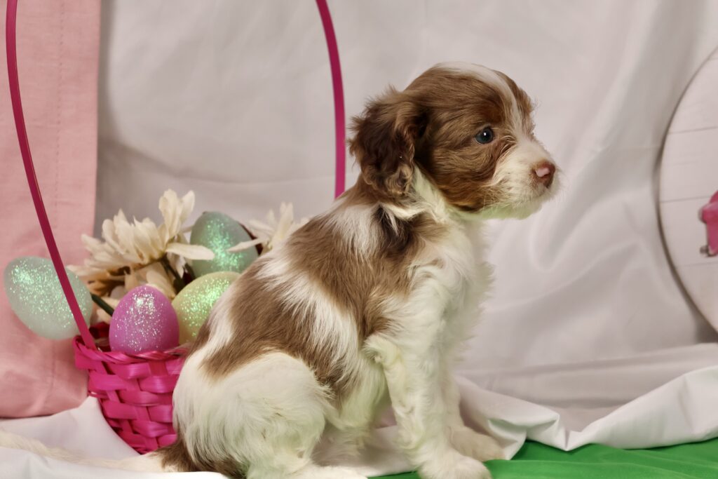 cavapoo puppies for sale near me